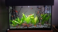 Aqua Oak Black 76cm + UV + Oase Biomaster + Fluval Plant 3.0 + Fish + Plants + more