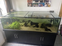 Nd Aquatics 7x3x2 tank with stand, filters, etc £650 Ono