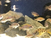 Haps and Peacocks for sale