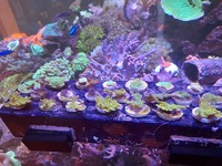 Loads of frags available and 1 x tri colour bubble tip