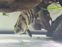 6ft full aquarium setup plus massive amount of extras - offers considered