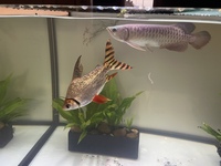 6ft full aquarium setup plus massive amount of extras - offers considered