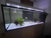 6ft full aquarium setup plus massive amount of extras - offers considered