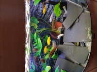F1 malawi fish adults and pairs for sale london