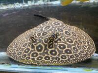 Pearl Stingray Pair 9-10inch - MALE/ FEMALE - UNRELATED