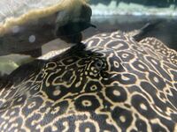 Pearl Stingray Pair 9-10inch - MALE/ FEMALE - UNRELATED