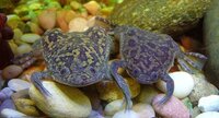 Xenopus clawed frogs.
