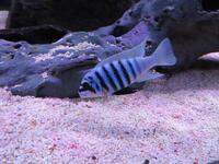 Malawi Mbuna Juvenile Cichlids Fish Sale.