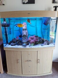 Marine Fish in Cleair Oak Wood Marine/Tropical Tank 335 Litres £720