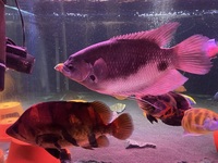 Giant red tail Gourami 15inch