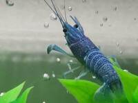 Electric blue lobster / crayfish