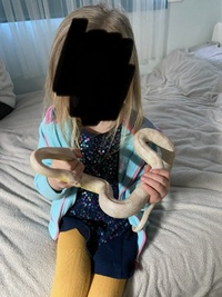 Beautiful Snow corn snake £30