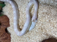 Beautiful Snow corn snake £30