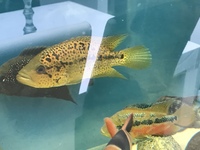 CICHLIDS FOR SALE - UPDATED LIST - PLEASE ASK FOR PICTURES/VIDEOS