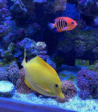 Large Yellow Tang, Flame Angel and Wrasse