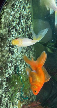 Beautiful pond goldfish