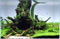 Aquarium Roots, Driftwoods Red Moore over 100 pieces available to order