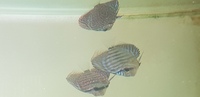 4 stunning discus fish around 3 inches all blues bargain