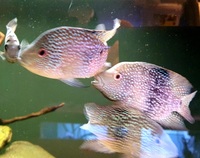 Cyano Texas Cichlid pair and pink Jack dempsey