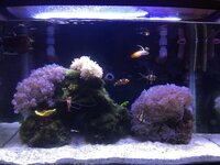 Marine Fish, Corals and Inverts