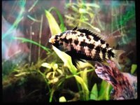 Apistogramma Kullanderi Juvies groups for sale-very very rare, l will not be posting due to cold weather beyond next couple of weeks