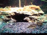 Apistogramma Kullanderi Juvies groups for sale-very very rare, l will not be posting due to cold weather beyond next couple of weeks