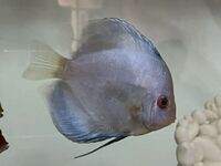 11 Very Large Stunning Stendker Discus can Deliver