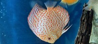 CHENS Discus for sale