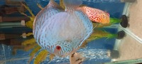 CHENS Discus for sale
