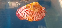 CHENS Discus for sale