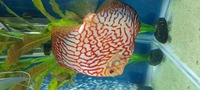 CHENS Discus for sale