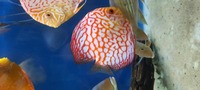 CHENS Discus for sale