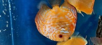 CHENS Discus for sale