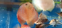 CHENS Discus for sale