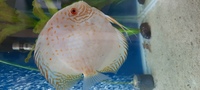 CHENS Discus for sale