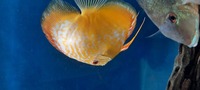 CHENS Discus for sale