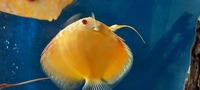 CHENS Discus for sale
