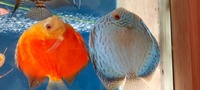 CHENS Discus for sale