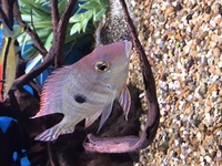 Aquaone 245 plus FX6 filter and all fish