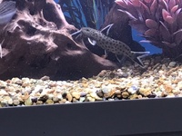 Aquaone 245 plus FX6 filter and all fish