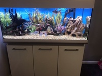 Aquaone 245 plus FX6 filter and all fish