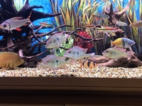 Aquaone 245 plus FX6 filter and all fish