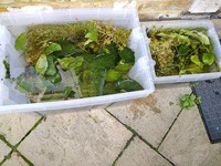 Freshwater Plants for sale.