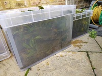 Freshwater Plants for sale.