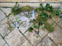 Freshwater Plants for sale.