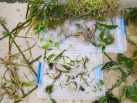 Freshwater Plants for sale.