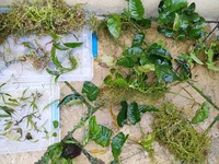 Freshwater Plants for sale.