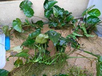 Freshwater Plants for sale.