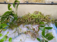 Freshwater Plants for sale.