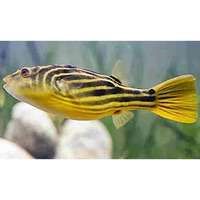 6 inch fahaka puffer fish tetraodon lineatus